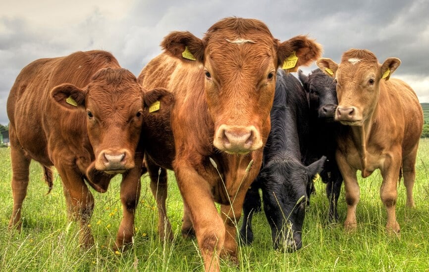 Cattle
